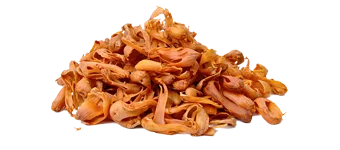 Jalwatri